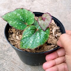 Young Begonia Rex Hybrid with Silver Spots and Red New Growth
