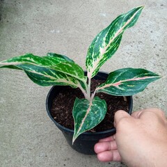 Potted Aglaonema Plant with Pink and Green Variegated Leaves on Concrete Background