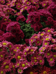 Vibrant pink and purple flowers create stunning floral display, showcasing mix of daisies and chrysanthemums. lush greenery enhances beauty of this colorful arrangement