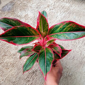 Red Aglaonema Siam Aurora Lipstick Plant in Pot Top View