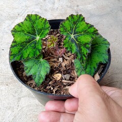 Young Rex Begonia Eyelash Variety with Spotted Leaves