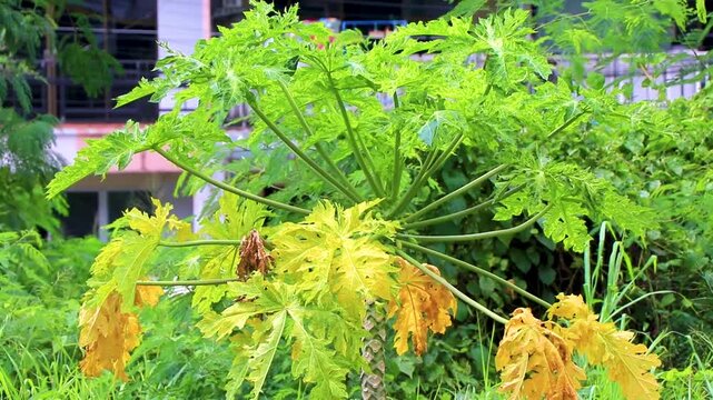 Papaya tree with leaves flowers leaf and stem Phuket Thailand.