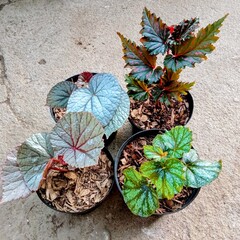 Collection of Different Begonia Varieties in Black Pots