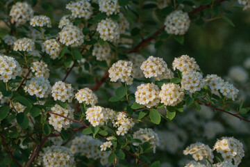 Spiraea Wangutta (Latin Spiraea Vanhouttei) is an ornamental shrub of the Rosaceae family in the city park on a sunny spring day, Astrakhan, Russia