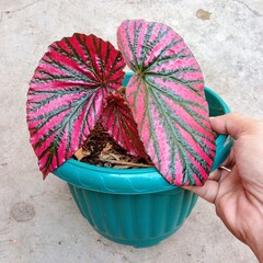 Pink Begonia Brevirimosa Exotic Tropical Foliage in Blue Pot