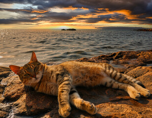 cat on the rock