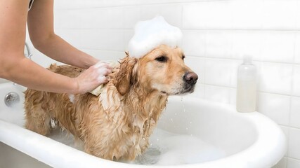 ​Cute Golden Retriever dog getting a bath in bathtub with foam on head, owner washing pet with organic shampoo, dog grooming concept, Generative AI