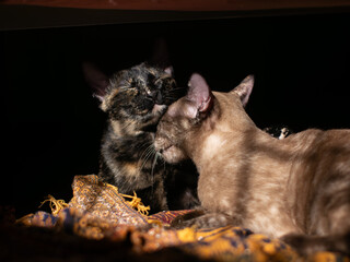 Two cute cats sleeping side by side in the dark, Brown and Tortoiseshell felines napping together on patterned blanket, Peaceful pet couple resting in shadows