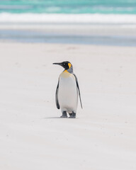 Fototapeta premium A Cute King Penguin on The Beach Falkland Islands Volunteer Point Penguin Colony. Antarctica Travel Excursion. Wildlife Natural Habitat