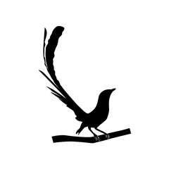 Fototapeta premium bird vector.eps