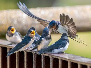 餌をもらうツバメ