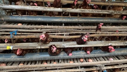 Traditional chicken farm with egg-laying hens in a rural environment. Laying hens, a breed of chicken focused on producing high-quality eggs