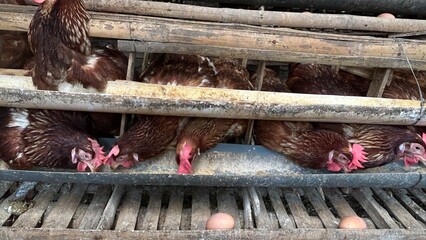 raditional chicken farm with egg-laying hens in a rural environment. Laying hens, a breed of...