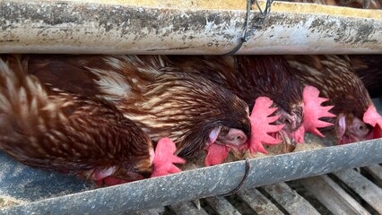 raditional chicken farm with egg-laying hens in a rural environment. Laying hens, a breed of chicken focused on producing high-quality eggs
