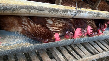 raditional chicken farm with egg-laying hens in a rural environment. Laying hens, a breed of chicken focused on producing high-quality eggs