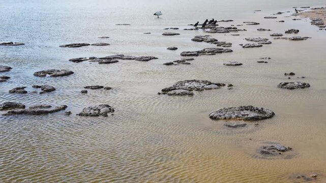 Fossil stromatolites emerging from the shallow waters of Lake Thetis, WA