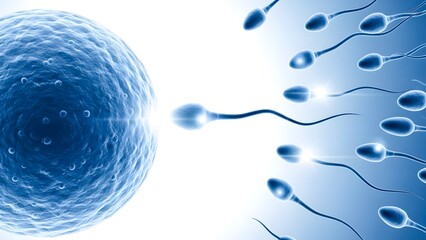 Human Fertilization Process Concept in Medical Science