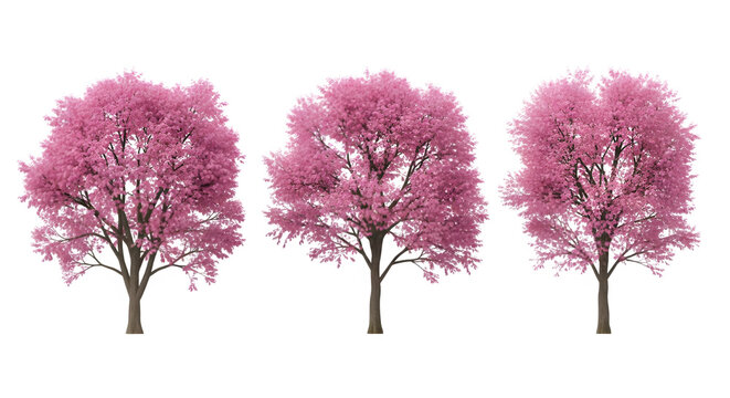 Three pink flowering trees on black background