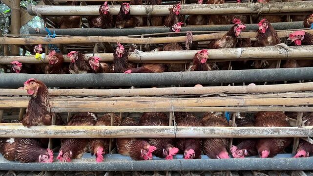 raditional chicken farm with egg-laying hens in a rural environment. Laying hens, a breed of chicken focused on producing high-quality eggs.