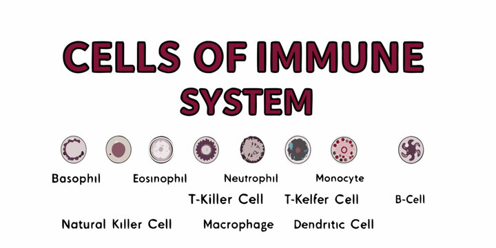 Visual representation of various cells that comprise the human immune system