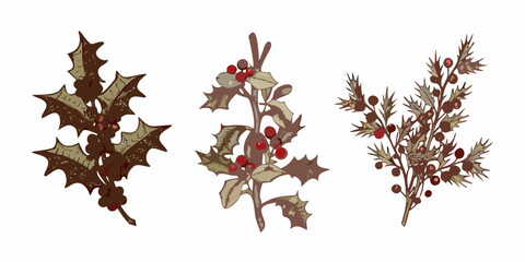 Vintage botanical illustration of holly and berries a festive plant depiction © John Lee