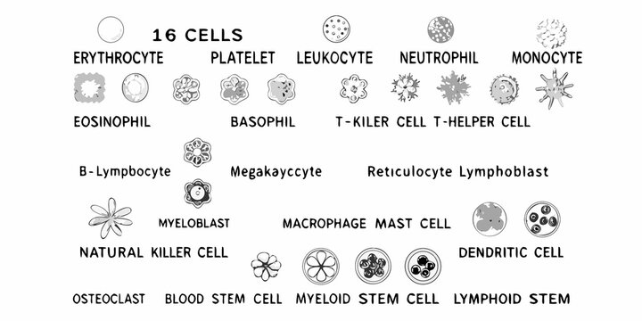 Illustration of various blood cells and their corresponding microscopic appearances