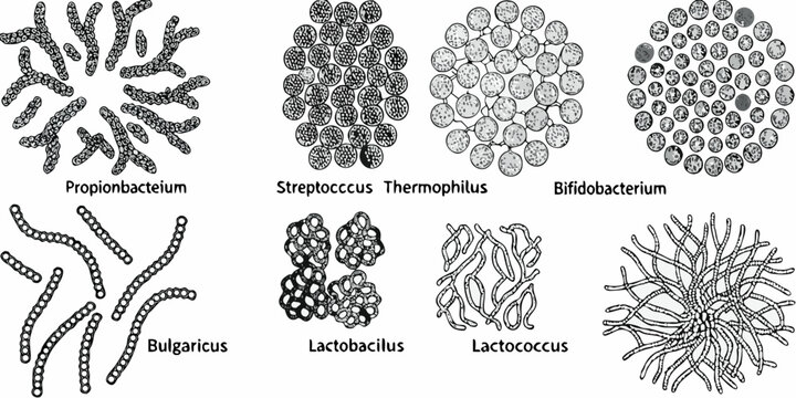 Illustrative depiction of various bacterial cell arrangements and microscopic structures