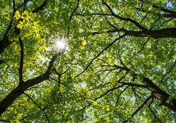 Obraz premium Sunlight through lush green trees