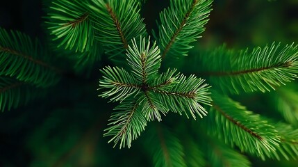 Close-Up of Vibrant Green Evergreen Pine Tree Needles Against Dark Background