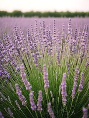 Obraz premium Lavender Field Close-Up Purple Flowers Summer Bloom Aromatic Plant.
