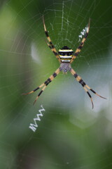 Obraz premium The spider in this image is most likely the&nbsp;St. Andrew's cross spider&nbsp;(Argiope keyserlingi) or a related species such as&nbsp;Argiope aetherea&nbsp;or&nbsp;Argiope anasuja.&nbsp;