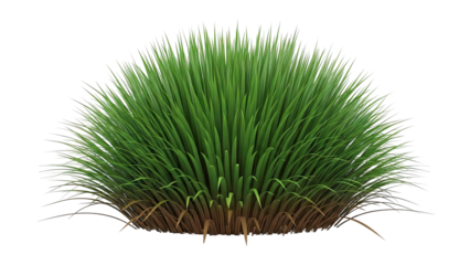 Lush Green Grass Bush Isolated on White Background