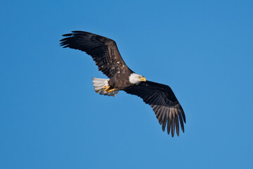 Obraz premium Majestic bald eagle soaring in clear blue sky over natural habitat