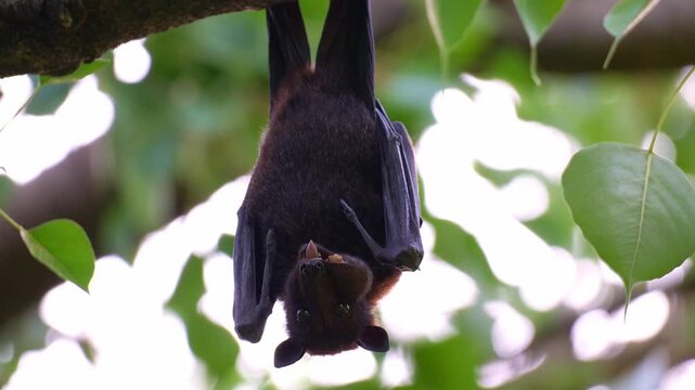 Close up shot of an Australian flying fox hanging upside down from a tree branch amidst lush greenery, chewing fruit pulp.