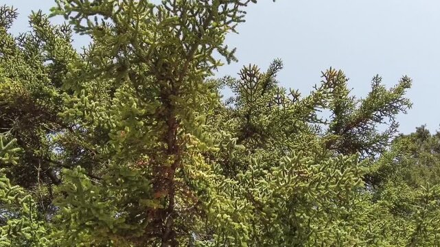 Moving camera shot looking up through the dense green branches of a wild evergreen tree. The sunlight filters through the needle-like leaves in a peaceful natural forest setting in Morocco.