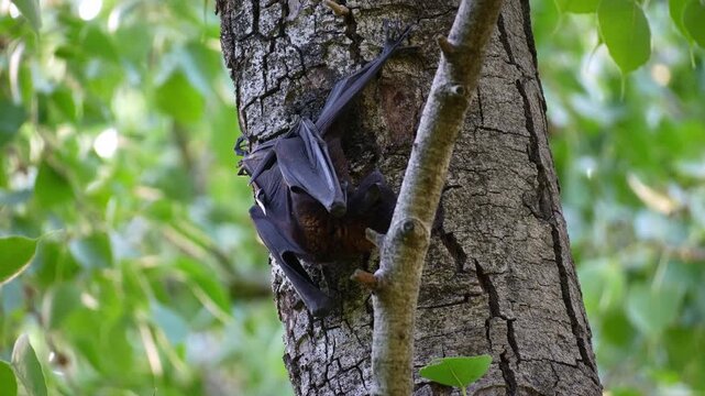 Close up shot of a black flying fox (Pteropus alecto) clambers on the tree trunk amidst lush canopy, stretches and extends its wings, a native Australian fruit bat.