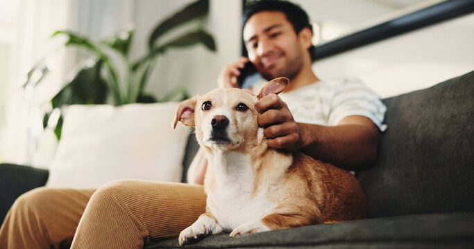 House, phone call and man on sofa, dog and animal care with communication in living room. Apartment, pet owner or happy person on couch, smartphone or talking to contact, touching or app for chatting