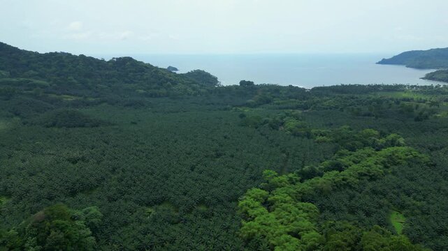Aerial view from Agripalma a concession of 2,400 hectares for an industrial palm oil cultivation plant with the ocean and Praia Grande beach at background,S&atilde;o Tom&eacute;,Africa.