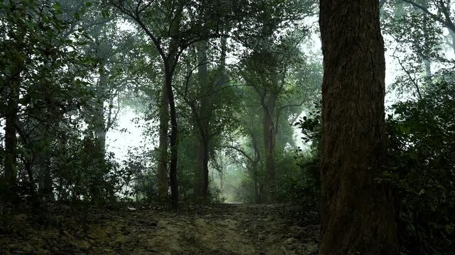 Cinematic forest path surrounded by tall trees and dense green foliage in a misty atmosphere. The natural trail disappears into fog, Soft diffused light filters through the forest canopy,