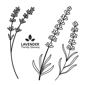 Elegant lavender illustration from trendy grenery