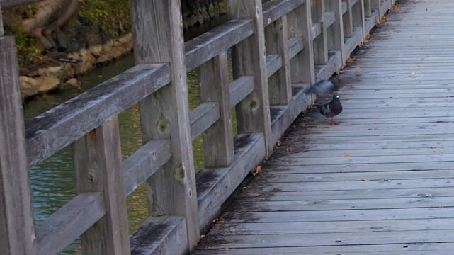 One pigeon harasses another, conflict on lakeside boardwalk promenade