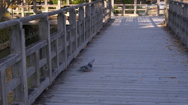 Two pigeons fight over something in one's beak on lakeside boardwalk