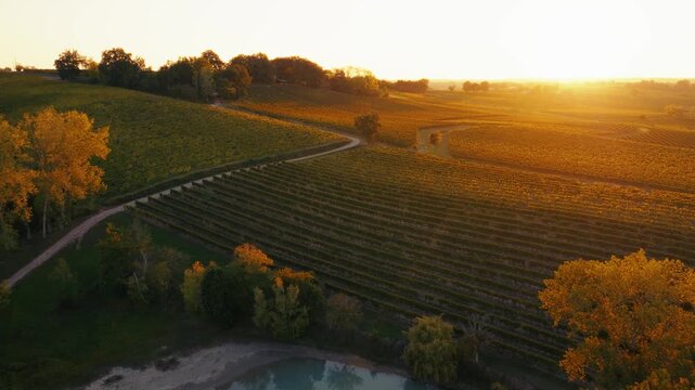 Winding country road cutting through autumn vineyards in Dordogne. Aerial tracking shot at sunset revealing the expanse of the wine region and warm fall colors near Bergerac.