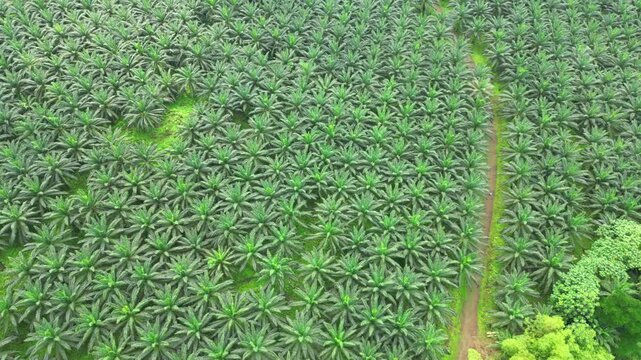Aerial view from Agripalma one of the island's main economic player, in the south of island.A concession of 2,400 hectares for an industrial palm oil cultivation plant. S&atilde;o Tom&eacute;,Africa