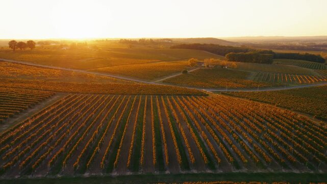 Vineyard landscape viewed from a drone showing endless rows of grapevines bathed in golden hour light during autumn in Dordogne.
