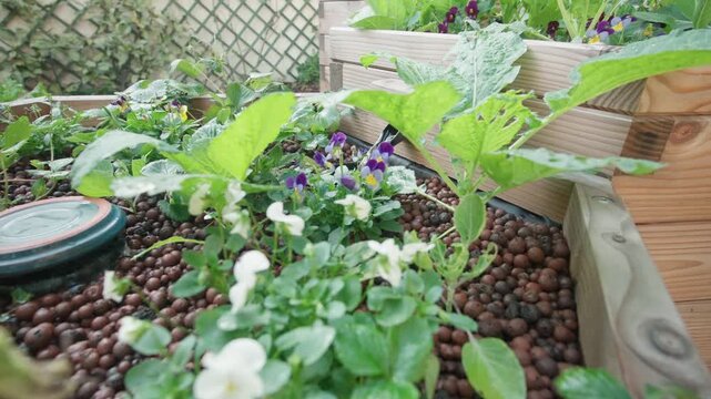 Aquaponics gardening. A backward tracking shot reveals white violas and leafy greens growing in a wooden planter filled with clay pebbles. Ground-level view of urban farming setup.