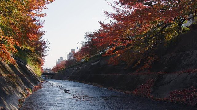 Low water Ikutagawa river ripples down Kobe canal with autumn trees