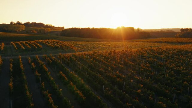 Vineyard rows illuminated by a bright sun flare during autumn in Bergerac. Aerial drone shot tracking forward over grapevines bathed in golden hour light within the Dordogne countryside.