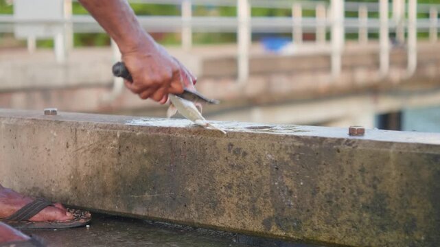 Life in a remote Indigenous island community. An Indigenous man scales a fish from a fresh catch.