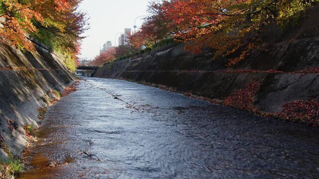 Ikutagawa river canal in Kobe Japan overhung with red autumn trees